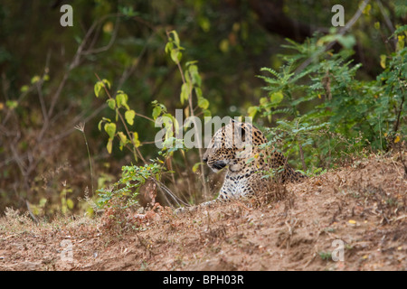 Sri Lankan Leopard, Panthera pardus kotiya, Sri Lanka, Yala National Park, female, wild Stock Photo
