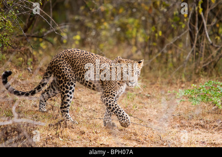 Sri Lankan Leopard, Panthera pardus kotiya, Sri Lanka, Yala National Park, female, wild
