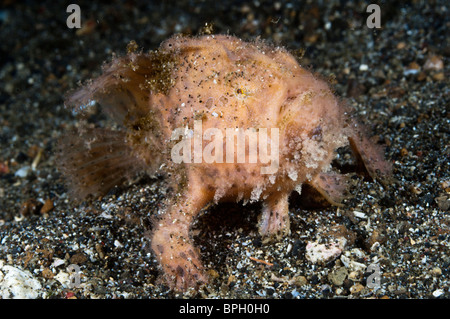 Hairy or striated frogfish, Lembeh Strait, Sulawesi, Indonesia. Stock Photo