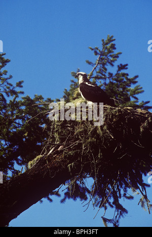 Osprey in nest above the Russian River, Sonoma County, California. Stock Photo