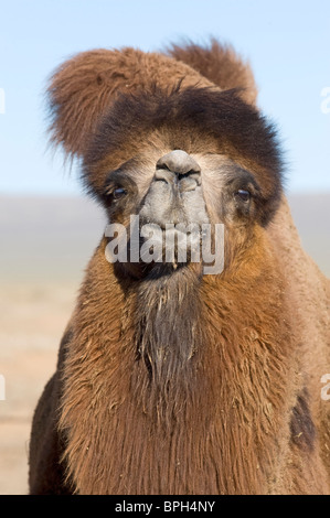 Domesticated Bactrian Camel Camelus batrianus breeding male Khongoryn Els sand dunes in southern Gobi Desert Mongolia winter Stock Photo