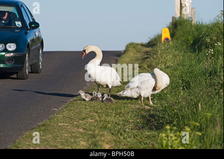 Mute Swan Cygnus olor pair with newborn chicks Cley Norfolk May Stock Photo