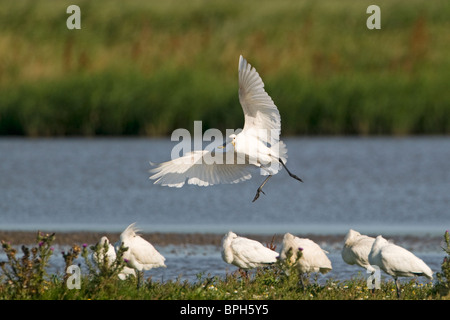 Spoonbills Platalea leucorodia Cley Norfolk July 2009 Stock Photo