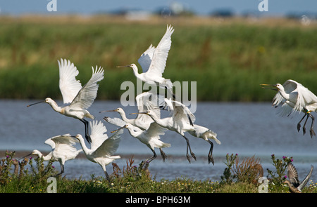 Spoonbills Platalea leucorodia Cley Norfolk July 2009 Stock Photo