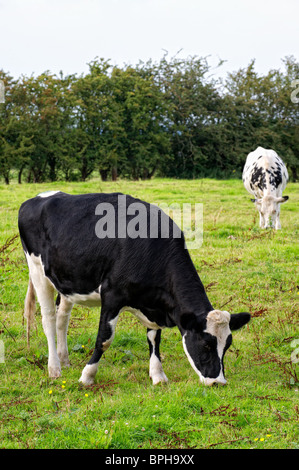 Two cows grazing in a field Stock Photo