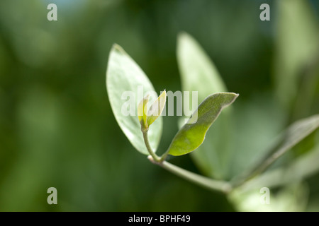 Jojoba (Simmondsia chinensis) Stock Photo