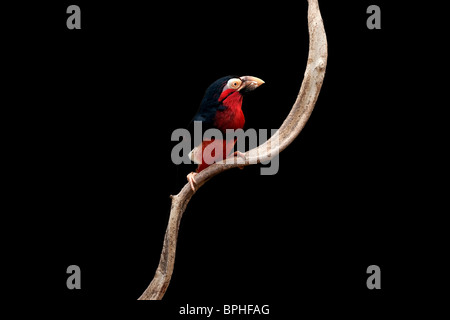 Portrait of a Bearded Barbet isolated on black Stock Photo