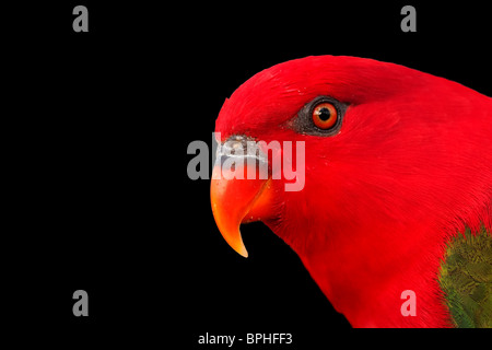 Portrait of Chattering Lory isolated over black background Stock Photo