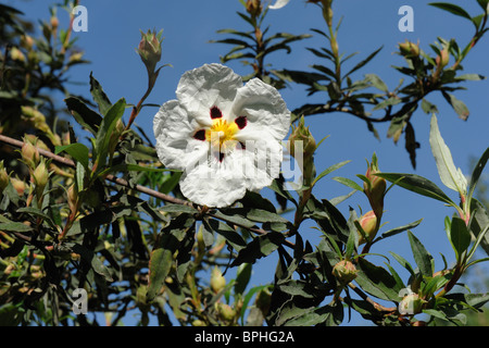 Cistus x cyprius flower on large garden shrub Stock Photo