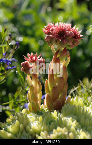 Flower of Sempervivum house leek flower backlit by morning sunshine Stock Photo
