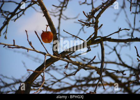 last rotten red apple in the tree on blue background sky Stock Photo