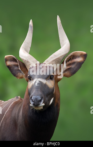 The western or lowland bongo, Tragelaphus eurycerus eurycerus, antelope portrait on green background. Stock Photo