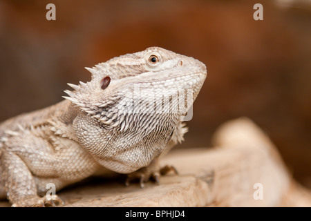 Portrait of a Bearded Dragon lizard sitting on a rock at the zoo Stock Photo