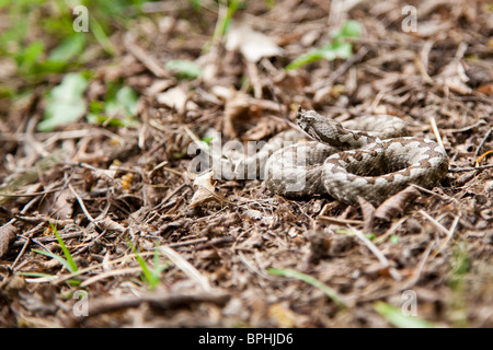 Long-nosed viper in the wilderness, ready for attack. Stock Photo