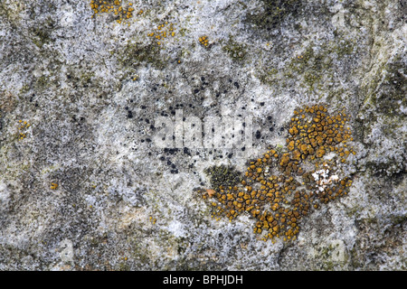 Lichens Rhizocarpon reductum (black spots) and Caloplaca holocarpa (yellow) on granite, Streefkerk, Holland Stock Photo