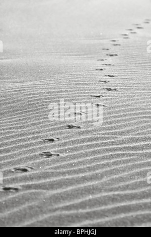 Footprints of birds in the sand. Stock Photo