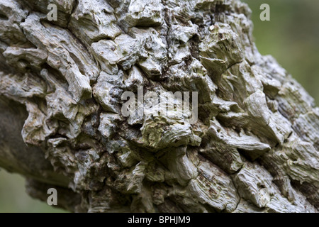 Bark of an old Elder, Holland Stock Photo