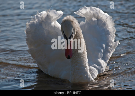 White Mute swan bird swimming on water surface detail closeup closeup from above lonely single from above nobody animal scape bird long neck hi-res Stock Photo