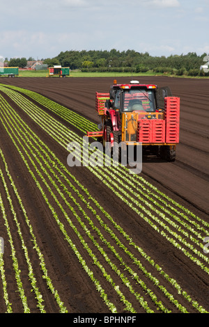 Automatic Planting Machine  Lettuce planters planting rows of salad crops. A tractor and Seeder at Mere Brow, Hesketh Bank, Southport, Lancashire Stock Photo