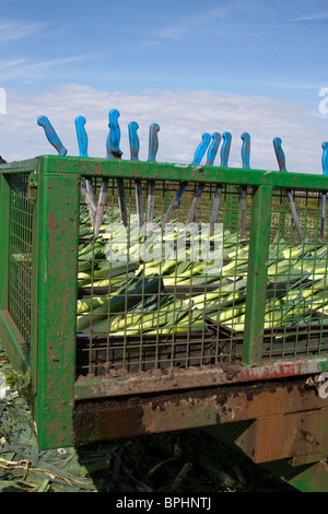 Farm Labourer hand cutting Leeks in September, and packing them in yellow crates at Market Garden, Burscough, Ormskirk, UK Stock Photo