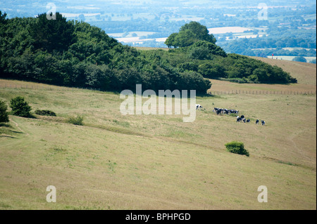 Cows in a field at Spread Eagle Hill, Compton Abbas in Dorset, England. Stock Photo
