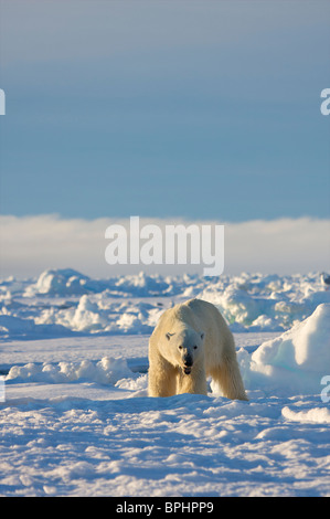 Polar bear on spring floe edge in the Canadian high Arctic Stock Photo