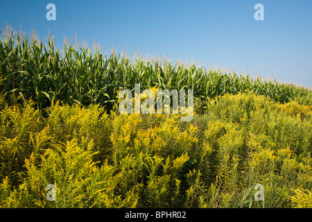 Rural landscape with a corn field and Giant Goldenrod wild flowers in Lower Peninsula Michigan MI pictures sale on alamy USA US  horizontal hi-res Stock Photo