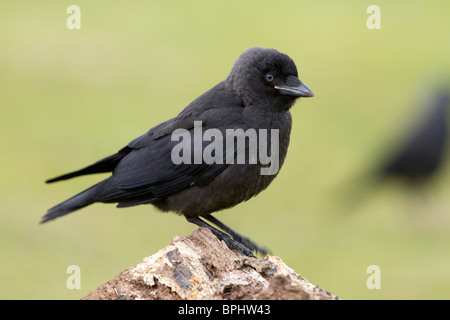 Jackdaw; Corvus monedula; young bird Stock Photo