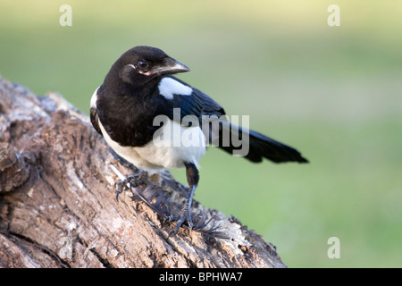 Magpie; Pica pica; young bird Stock Photo