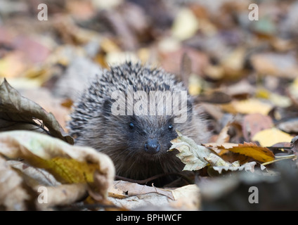 Hedgehog Erinaceus europaeus in woodland Norfolk UK autumn Stock Photo