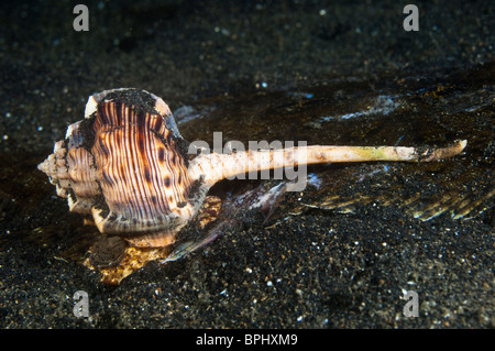 Murex shell feeding on a dead flatfish, Lembeh Strait, Sulawesi, Indonesia. Stock Photo