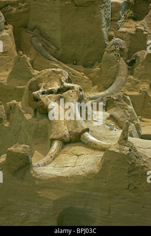 Columbian Mammoth Fossil (Mammuthus columbi) - Skull and tusks - South Dakota - USA Stock Photo