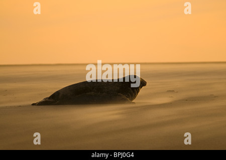 Grey Seal Halichoerus grypus on beach Blakeney Point Norfolk November Stock Photo