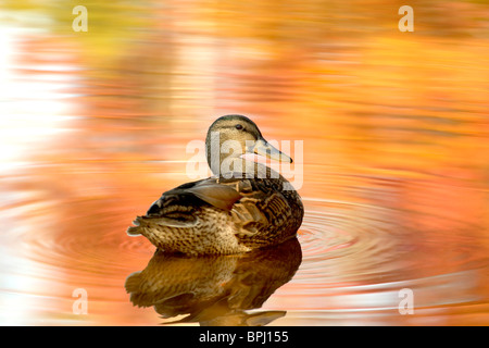 Duck swimming in lake with reflection Stock Photo