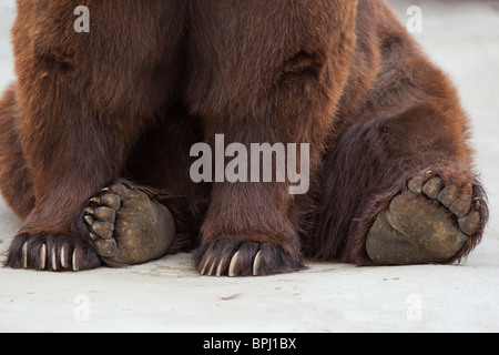 Paws of a brown bear close up. Old brown bear in a zoo. Ursus arctos Stock Photo