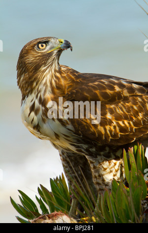Juvenile Red tail Hawk (Buteo jamaicensis) eating prey, Santa barbara, California, USA Stock Photo
