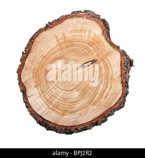 Top view of a tree stump isolated on white background Stock Photo