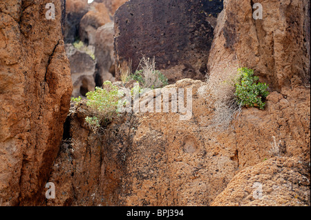 Detail of part of Banshee Canyon, near the Hole-In-The-Wall picnic area, Mojave National Preserve, California Stock Photo