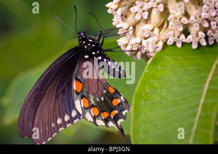 pipevine swallowtail, (Battus philenor) Stock Photo