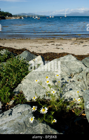 Daisies growing along the sea shore between rocks on the Isle of Skye Stock Photo