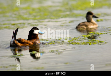 Male Ruddy duck during the mating season from in chest bubbles to attract the female Stock Photo