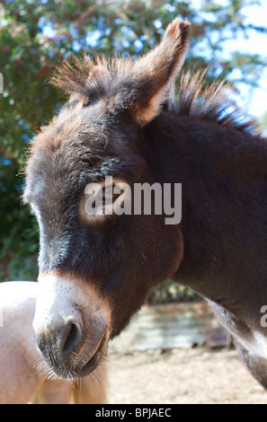 Portrait of a pet Donkey (Equus africanus asinus) in Sussex, UK Stock Photo