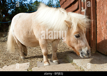 Portrait of a cute pet Miniature Shetland Pony in stable yard in Sussex, UK Stock Photo