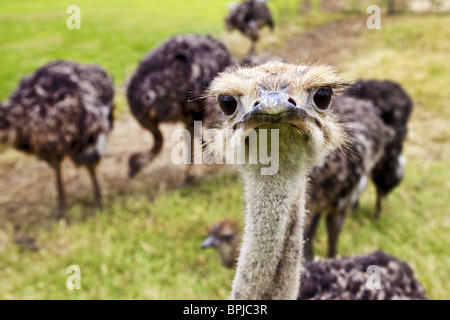 Ostriches on an Ostrich farm, Cape Town, Cape Peninsula, Western Cape, South Africa, Africa Stock Photo