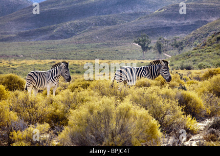 Two Zebras, safari, Aquila Lodge, Cape Town, Western Cape, South Africa, Africa Stock Photo