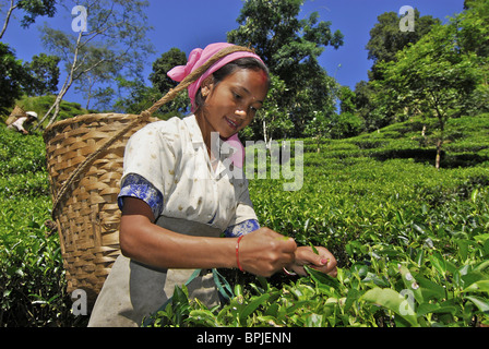 Woman plucking tea at Makaibari tae plantation, Darjeeling, West Bengal, India, Asia Stock Photo