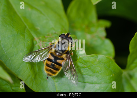 Hoverfly (Myathropa florea) Bee/wasp mimic Stock Photo