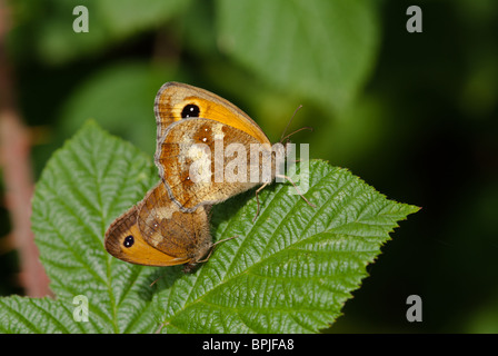 Pair of Gatekeeper Butterflys, mating Stock Photo