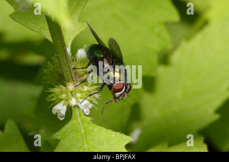 Blow fly (Lucilia caesar) Stock Photo