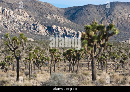Joshua trees Yucca brevifolia in Joshua Tree National Park, California, USA Stock Photo